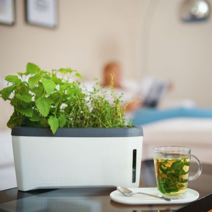 HARRY-HERBS-GALLERY-IMG4-min
