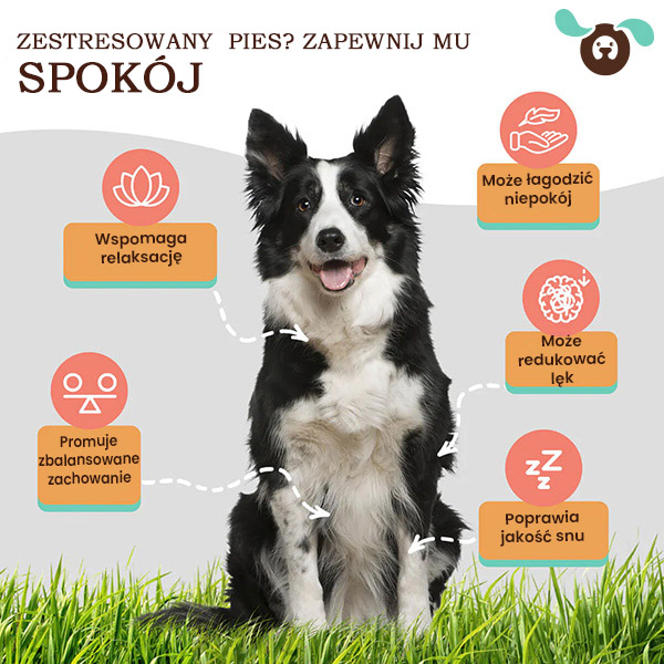 CALM-DOG-HAPPY-DOG964788__230525