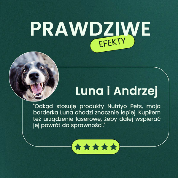 LASER_THERAPY_FOR_PETS4593818__300525