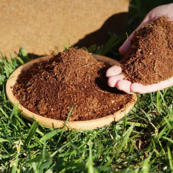 PLANTCOIR-3831127628885-N-2__221225
