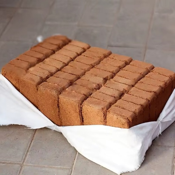 PLANTCOIR-3831127628885-N-6__221225