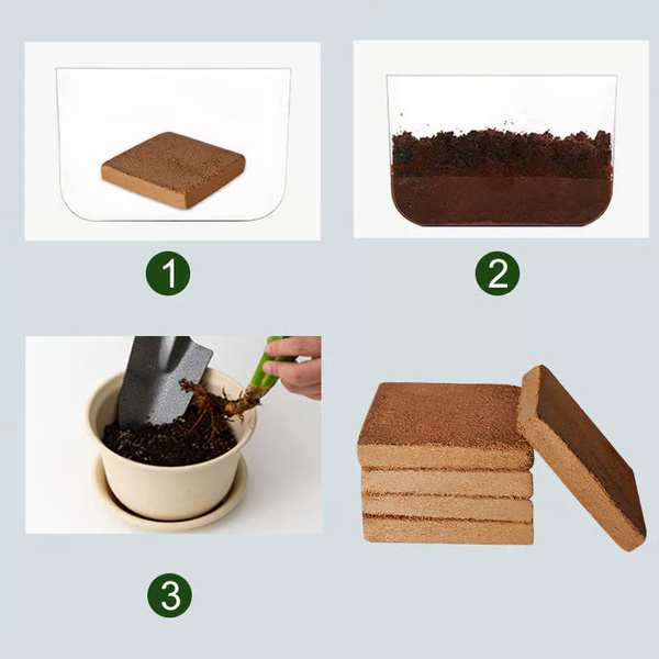PLANTCOIR-3831127628885-N-8__221225