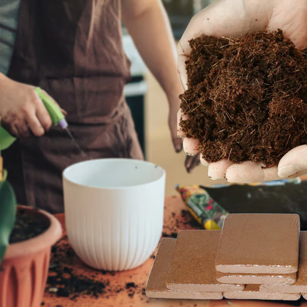 PLANTCOIR-3831127628885-N-9__221225