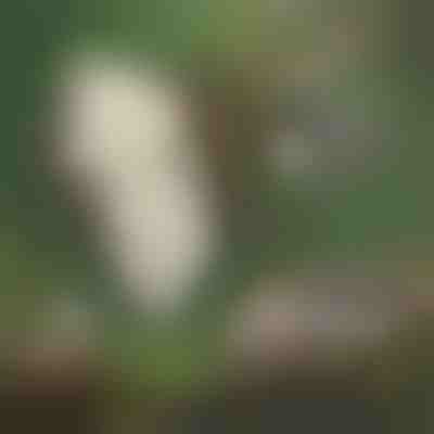 Hanging cotton bird nester | NESTBIRD