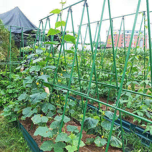 PLANTSUPRA-3831127639917-N-5__270226
