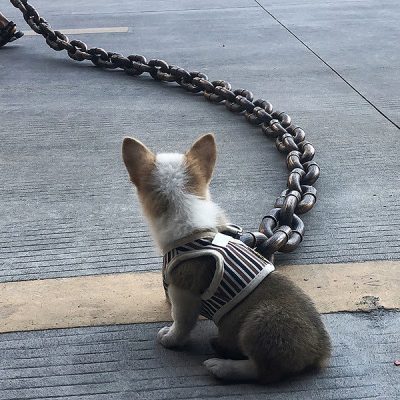 Lightweight oversized dog leash | FUNCHAIN